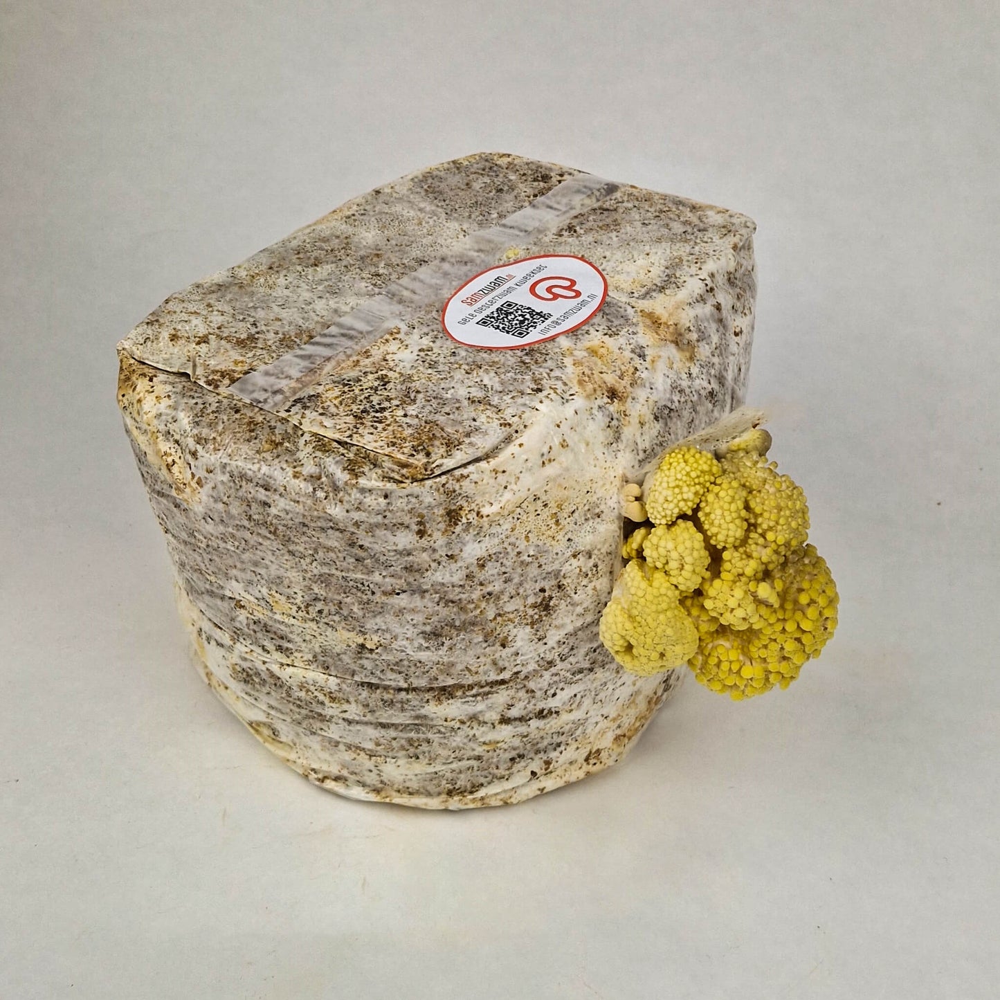 Gelbes Austernpilz-Zuchtset XL