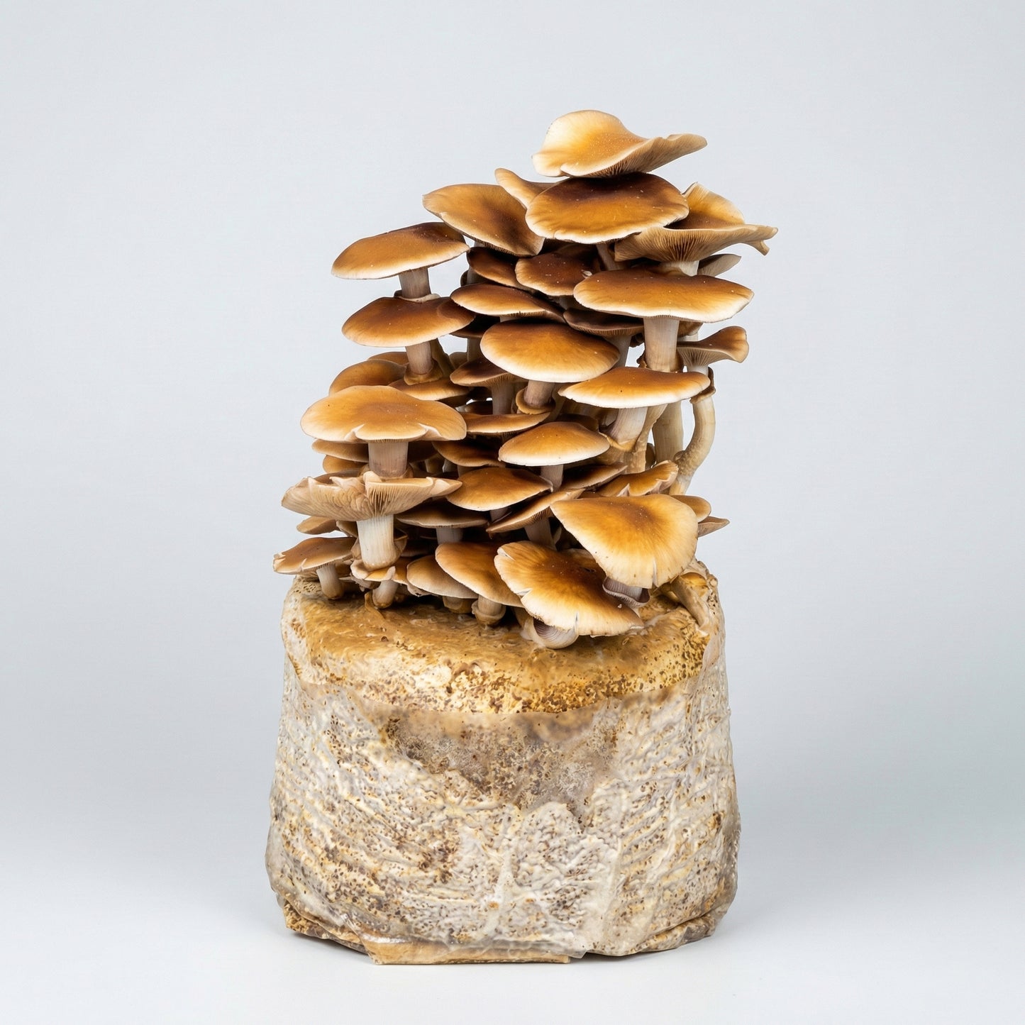 Populierleemhoed Kweekset - XL