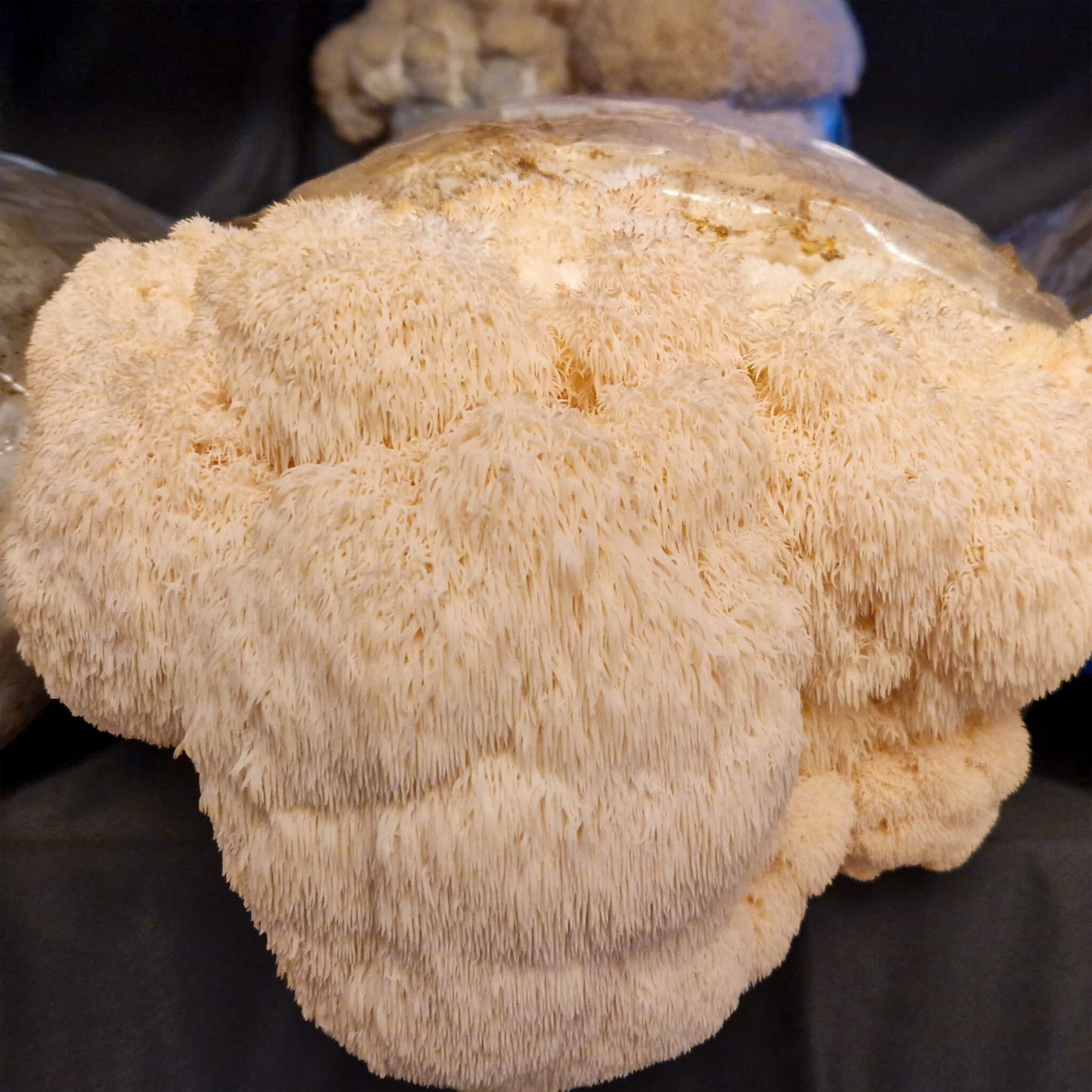 Perückenpilz (Löwenmähne) Zuchtset XL