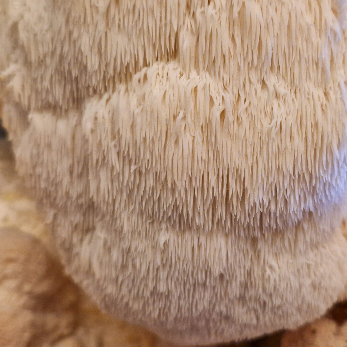 Perückenpilz (Löwenmähne) Zuchtset XL