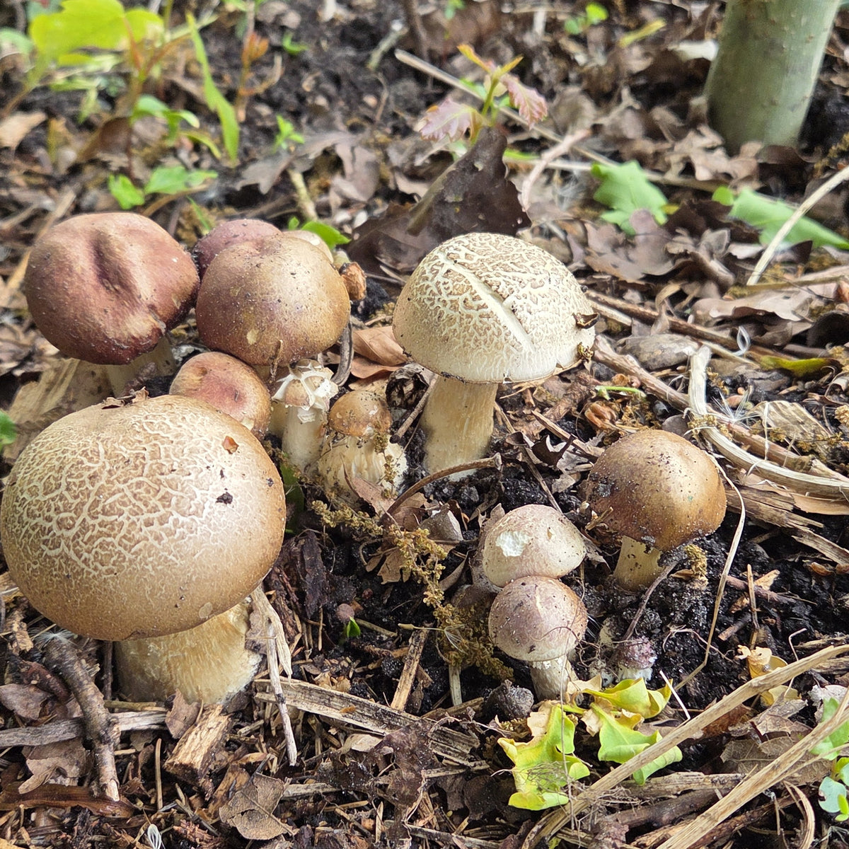 Blauwplaatstropharia in een bed van houtsnippers, met jonge en volgroeide hoeden