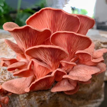 Rosa Austernpilzbrut – 80 Gramm