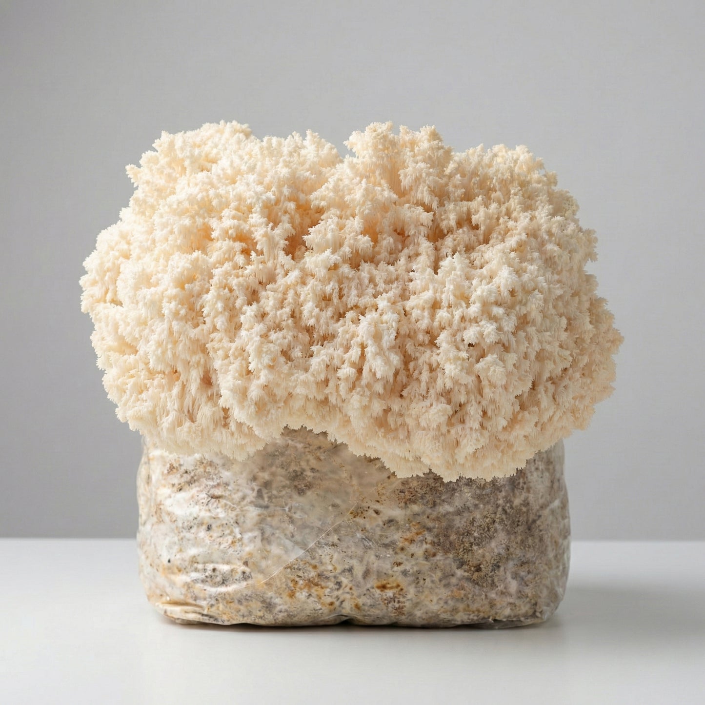 Kammetjesstekelzwam Kweekset - XL