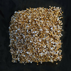 Gewone Oesterzwam broed - 80 gram