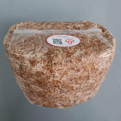 Rosa Austernpilz-Zuchtset XL
