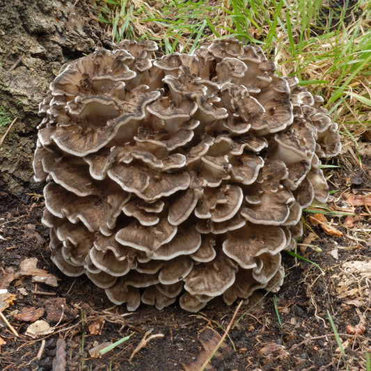 Eikenhaas (Maitake) Stecker
