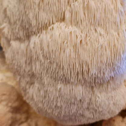Perückenpilz (Löwenmähne) Zuchtset XL