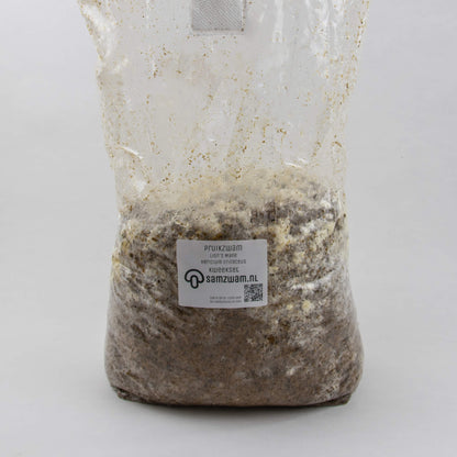 Perückenpilz (Löwenmähne) Zuchtset XL