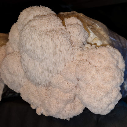 Perückenpilz (Löwenmähne) Zuchtset XL