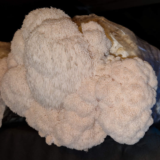 Perückenpilz (Löwenmähne) Zuchtset XL